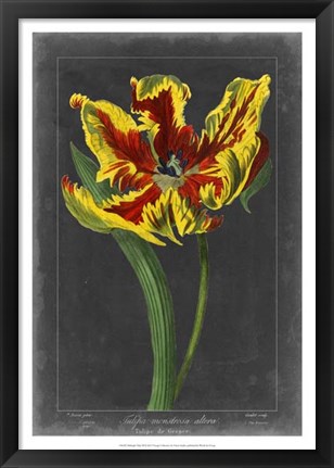 Framed Midnight Tulip III Print