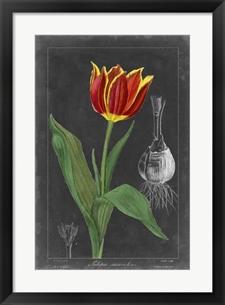 Framed Midnight Tulip IV Print