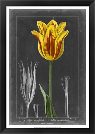 Framed Midnight Tulip V Print