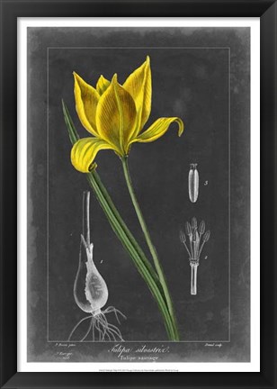 Framed Midnight Tulip VI Print