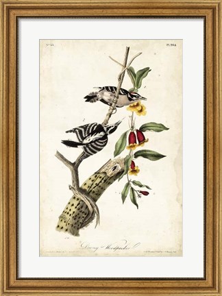 Framed Downy Woodpecker Print