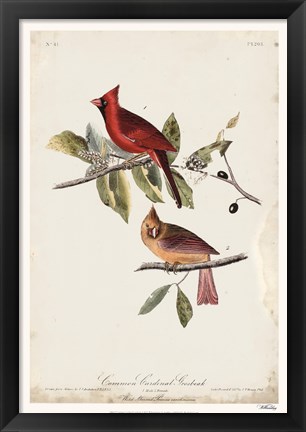 Framed Common Cardinal Grosbeak Print