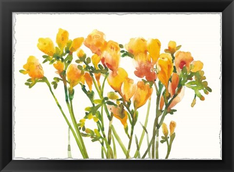 Framed Freesia II Print