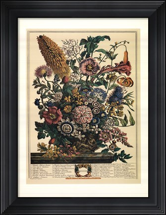 Framed August/Twelve Months of Flowers, 1730 Print
