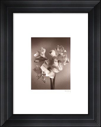 Framed Amaryllis Print