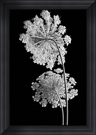 Framed Queen Anne Lace Print