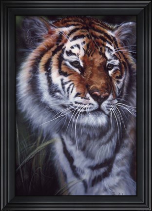 Framed Tiger In The Midst Print