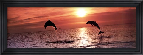 Framed Sunset Dolphins Print