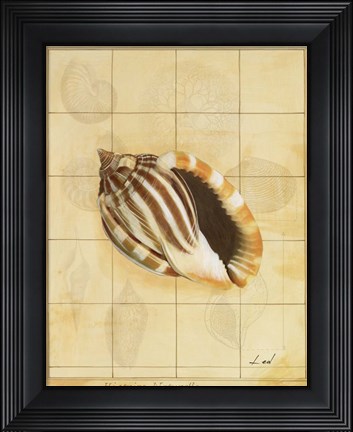 Framed Shell Grid II Print
