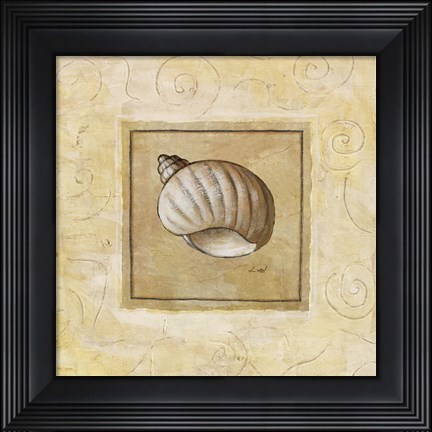 Framed Bonnet Shell Print