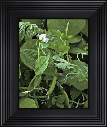 Framed Sweet Pea Snap Pea Print