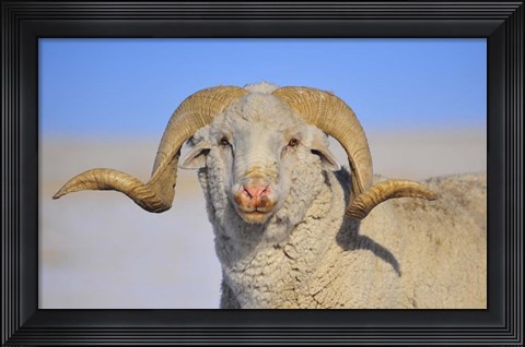 Framed Large Ram Print