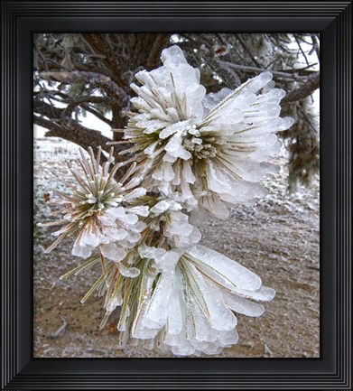 Framed Pine Needles and Ice Print