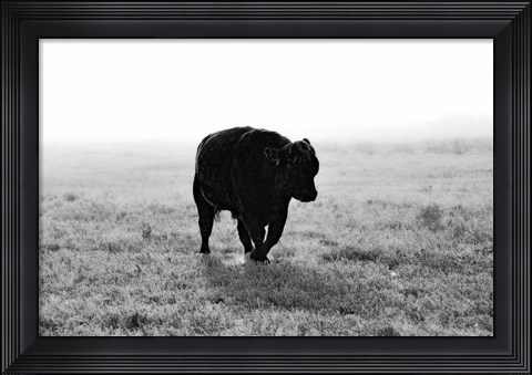 Framed Bull After Ice Storm Print