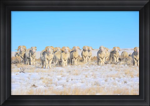 Framed Line Em Up Rams Print