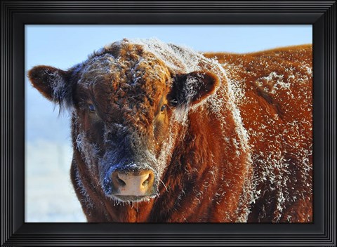 Framed Bull on Ice Print