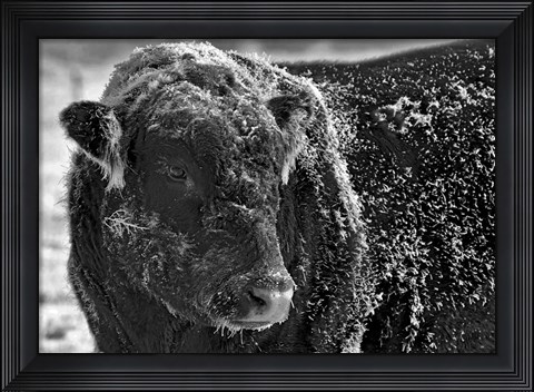 Framed Snow Covered Ice Bull Print
