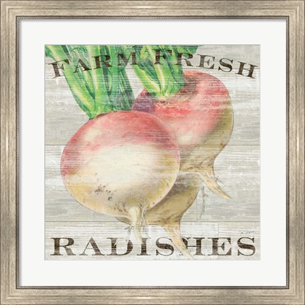 Framed Farm Fresh Radishes Print