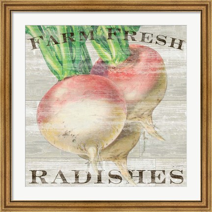 Framed Farm Fresh Radishes Print