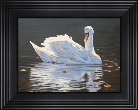Framed Illuminated Swan Print