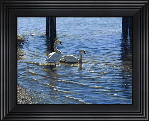 Framed Glistening Water Swans Print