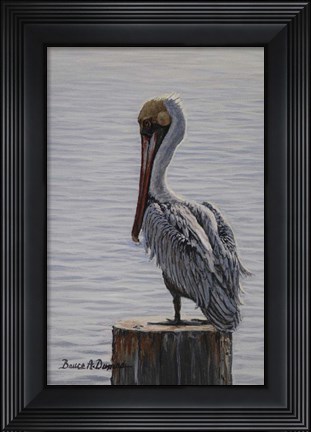 Framed Resting Pelican Print