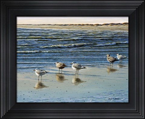 Framed Cape May Herring Gulls Print