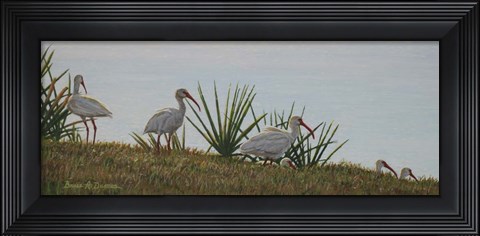 Framed Ibis Outing Print