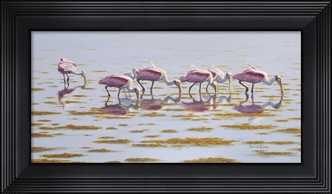 Framed Spoonbills Feeding Print