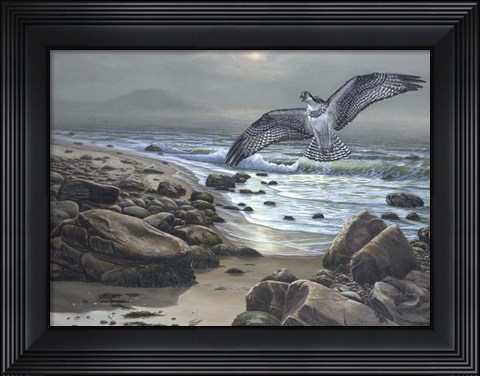 Framed Osprey Print