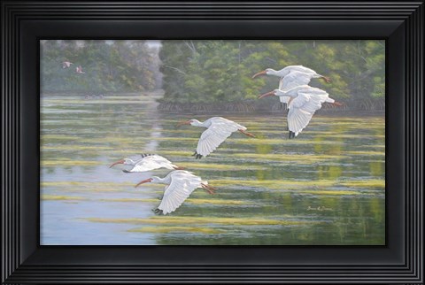 Framed Flight of the Ibis Print