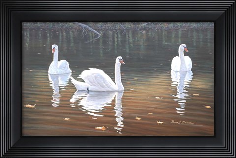 Framed Back Lit Swans Print