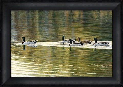 Framed Hanover Mallards Print