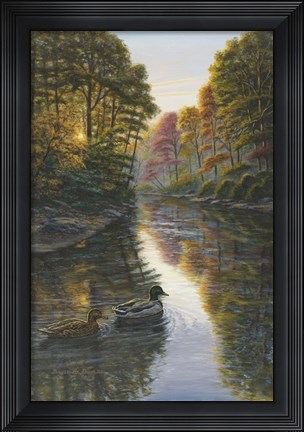 Framed Autumn Mallards 2 Print