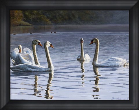 Framed Hanover Swans Five Print