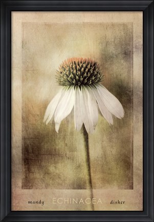 Framed Echinacea Print