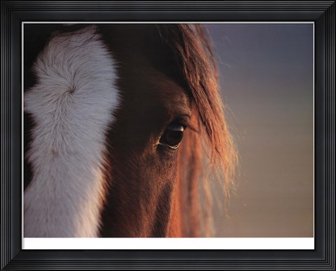 Framed Sharp Eye Print