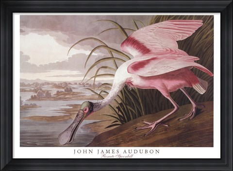 Framed Roseate Spoonbill Print