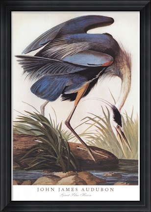 Framed Great Blue Heron Print