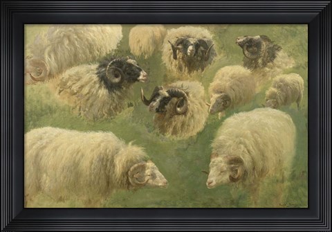 Framed Black-Faced Ram and Sheep, 10 studies Print