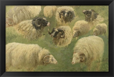 Framed Black-Faced Ram and Sheep, 10 studies Print