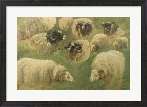 Framed Black-Faced Ram and Sheep, 10 studies Print