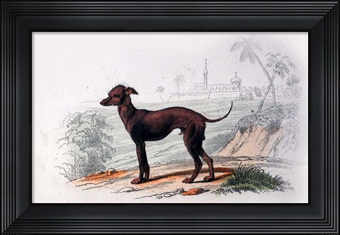 Framed Dog III Print