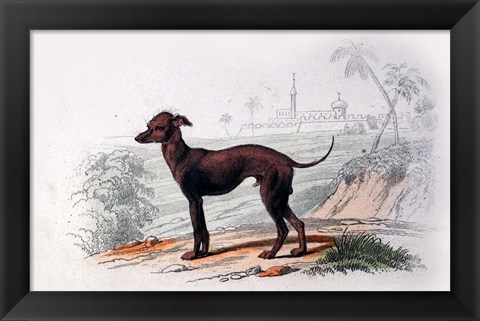 Framed Dog III Print