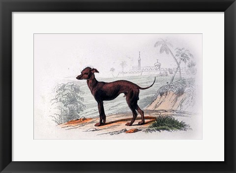 Framed Dog III Print