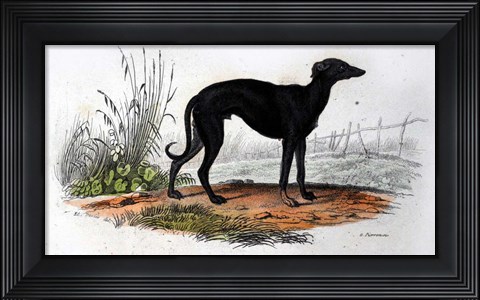 Framed Dog VI Print