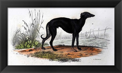 Framed Dog VI Print