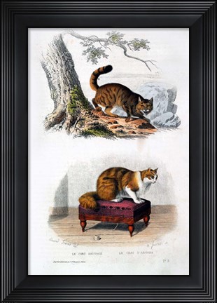 Framed Wild Cat and Angora Cat Print
