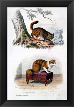 Framed Wild Cat and Angora Cat Print