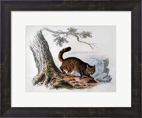 Framed Wild Cat Print